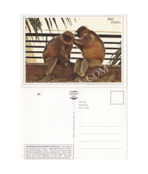 Hanuman Langur Picture Post Card