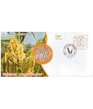 India 2021 Gi Tag Special Cover Of Mangalvedha Jowar Unususal Cover With A Real Pices Of Jowar Ceral Affixed Was Released On 27th August 2021 Maharashtra