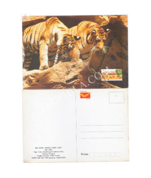 Tiger Cubs Bandhavgarh National Park Picture Post Card