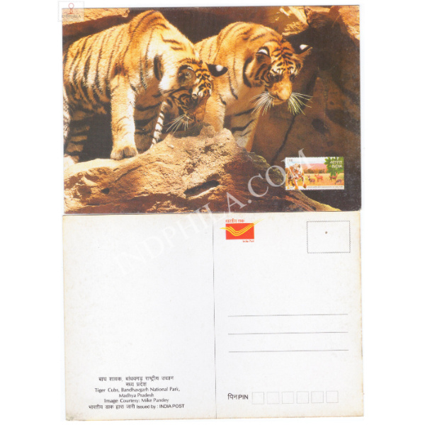 Tiger Cubs Bandhavgarh National Park Picture Post Card